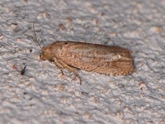 Pelochrista comatulana