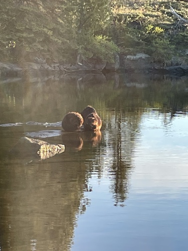 American Beaver photographed in Michigan