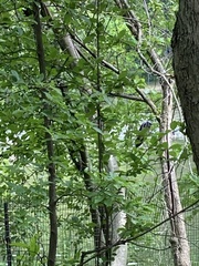 Cyanocitta cristata