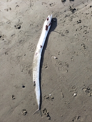 Lepidopus caudatus