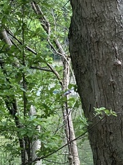 Cyanocitta cristata