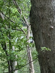 Cyanocitta cristata