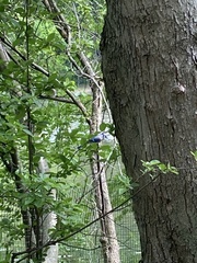 Cyanocitta cristata