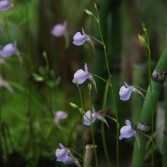 Utricularia graminifolia