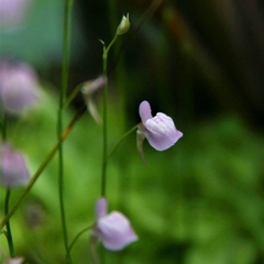 Utricularia graminifolia