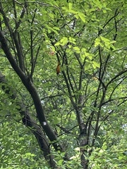 Icterus galbula
