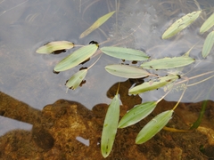 Potamogeton epihydrus