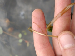 Potamogeton epihydrus