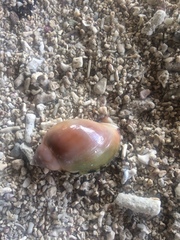 Littorinimorpha