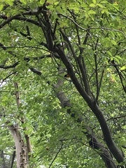 Icterus galbula