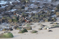 Haematopus ostralegus
