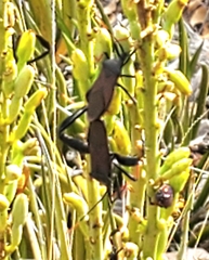 Acanthocephala thomasi