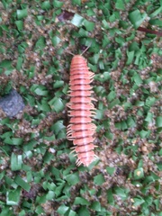 Rhysodesmus zapotecus