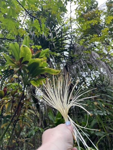 Pachira aquatica observed 2022-06-11