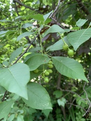Prunus virginiana