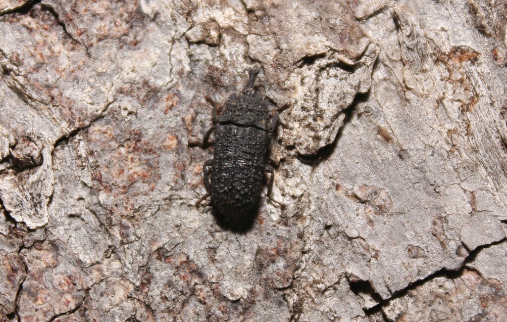 Wattius cucullatus