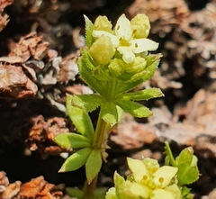 Galium anisophyllon