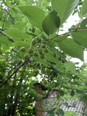 Prunus virginiana