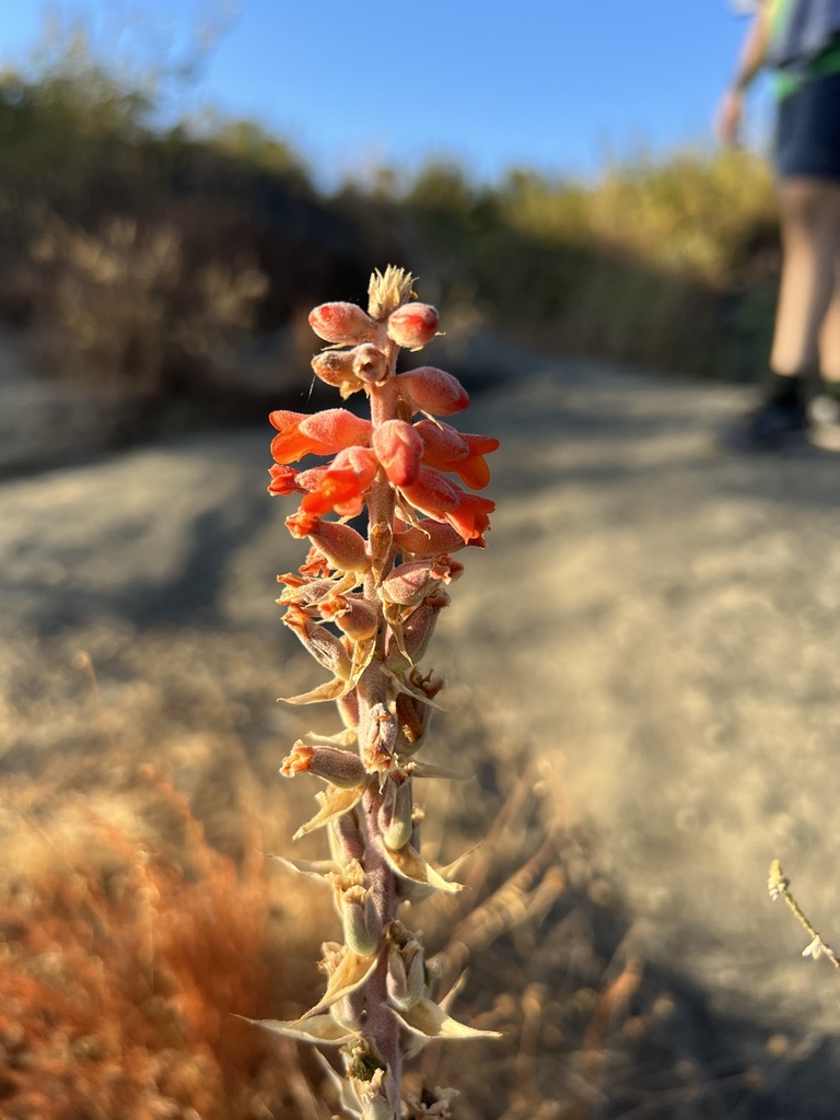 Dyckia lunaris