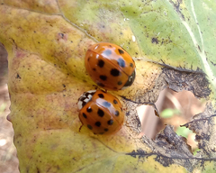 Harmonia axyridis