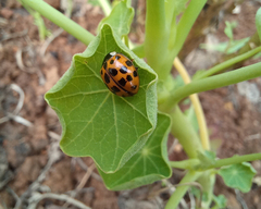 Harmonia axyridis
