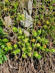 Galium anisophyllon