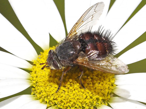 Tachina canariensis (Macquart, 1839)