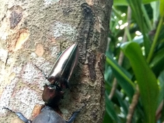 Campsosternus auratus