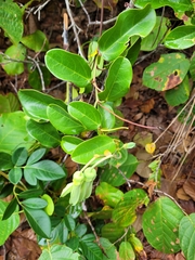Passiflora mucronata