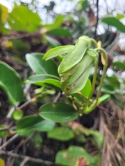 Passiflora mucronata