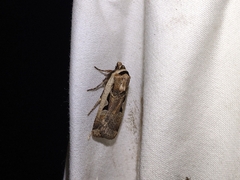 Parabagrotis