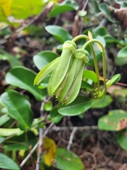 Passiflora mucronata