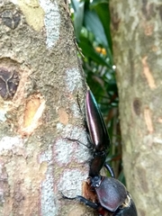 Campsosternus auratus