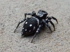 Stenaelurillus guttatus