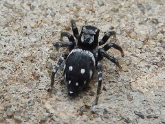 Stenaelurillus guttatus