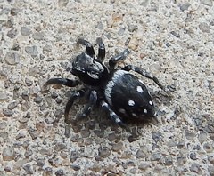 Stenaelurillus guttatus