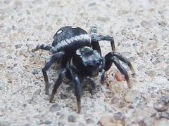 Stenaelurillus guttatus