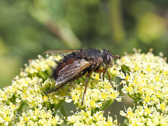 Tachina canariensis