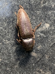 Diplostethus carolinensis