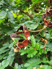 Jupunba barnebyana