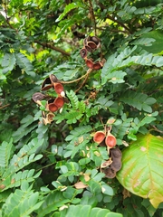 Jupunba barnebyana