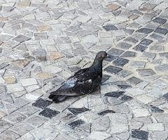 Columba livia
