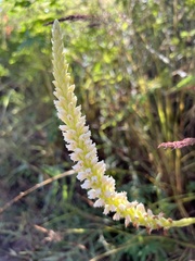 Stenoptera acuta