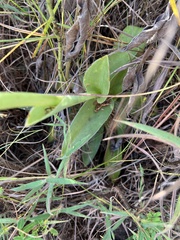 Stenoptera acuta