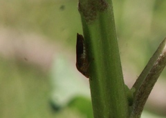 Homalodisca vitripennis