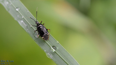 Deraeocoris ater