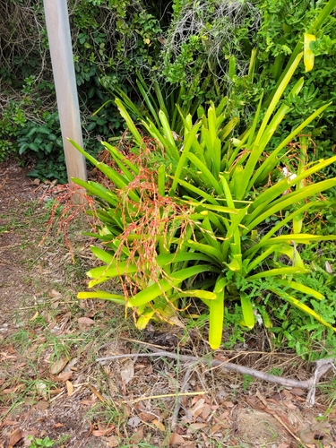 Aechmea blanchetiana