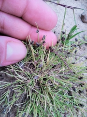 Isolepis setacea