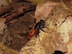 Xylota bicolor
