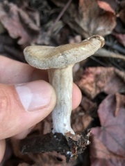 Clitocybe